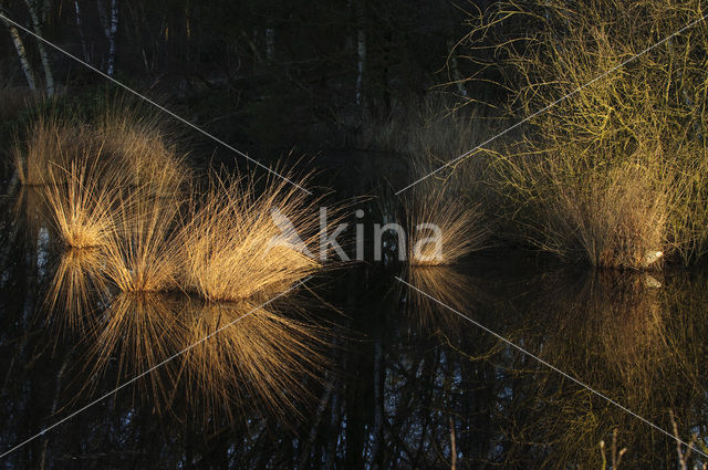 Zompzegge (Carex curta)