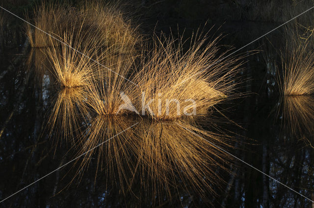 Zompzegge (Carex curta)