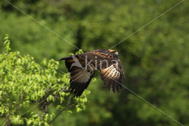 Zwarte Arendbuizerd (Buteogallus urubitinga)