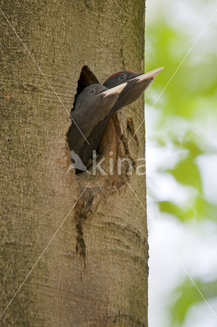 Zwarte Specht (Dryocopus martius)