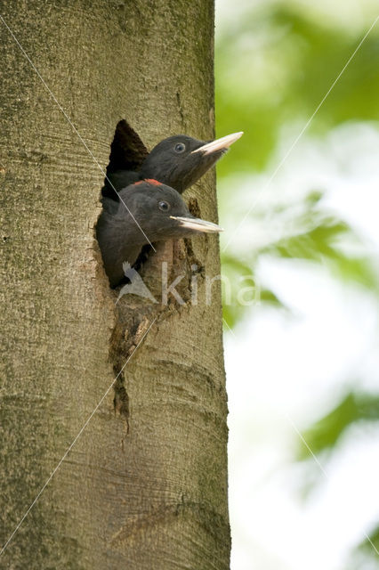 Zwarte Specht (Dryocopus martius)