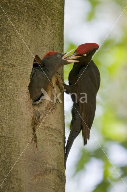 Zwarte Specht (Dryocopus martius)