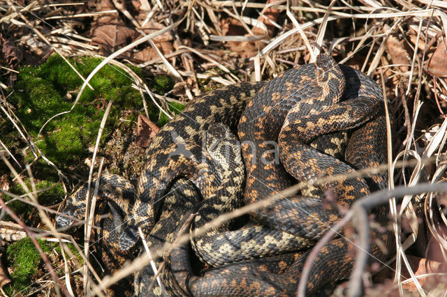 Adder (Vipera berus)