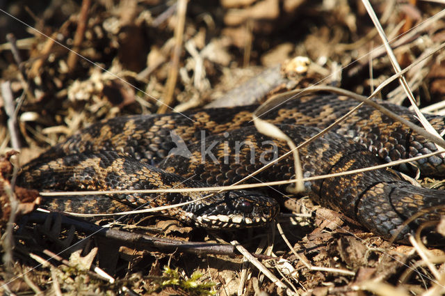 Adder (Vipera berus)