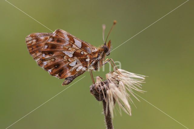 Akkerparelmoervlinder (Boloria dia)