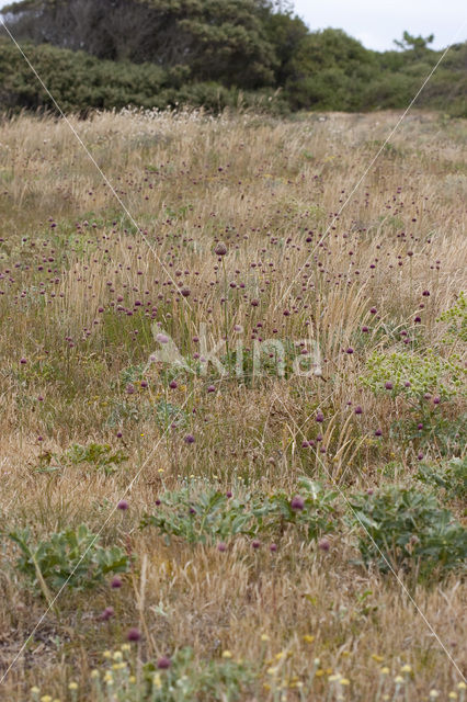 Allium sphaerocephalon