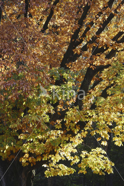 Amerikaanse eik (Quercus rubra)