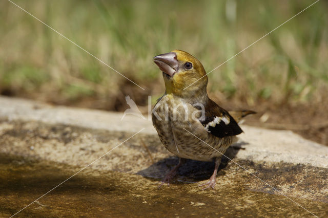 Appelvink (Coccothraustes spec.)