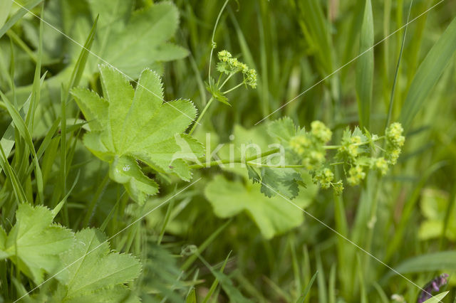 Bergvrouwenmantel (Alchemilla monticola)