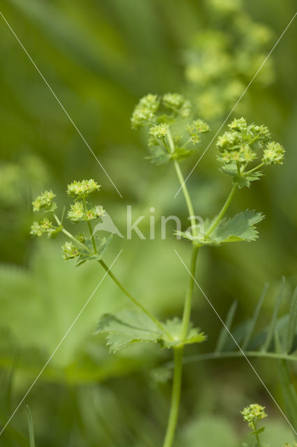 Bergvrouwenmantel (Alchemilla monticola)