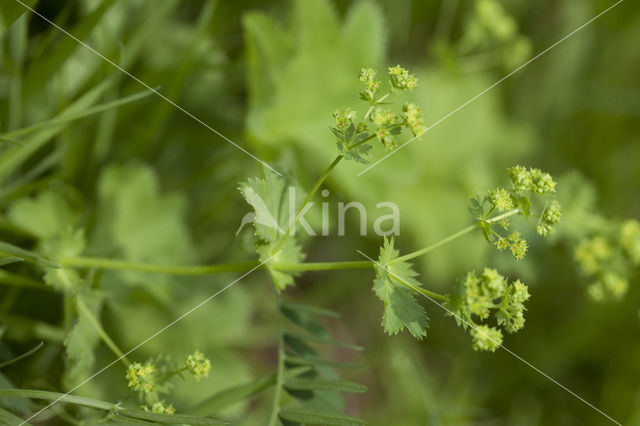 Bergvrouwenmantel (Alchemilla monticola)