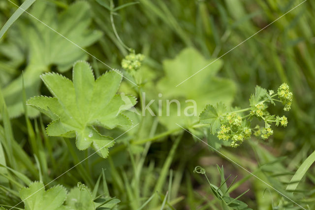 Bergvrouwenmantel (Alchemilla monticola)