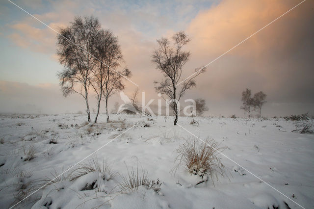 Berk (Betula)