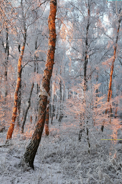 Berk (Betula)