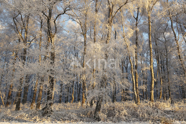 Berk (Betula)