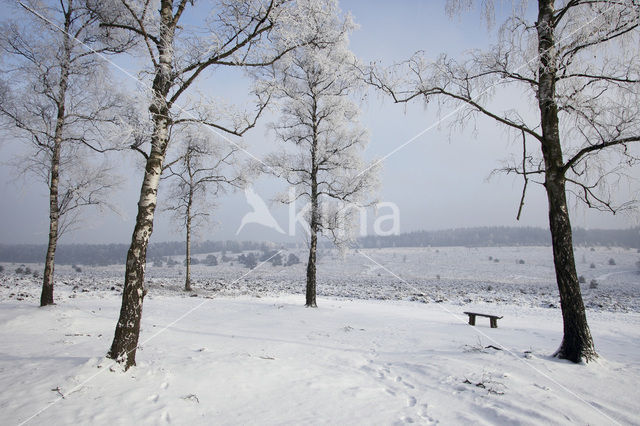 Berk (Betula)