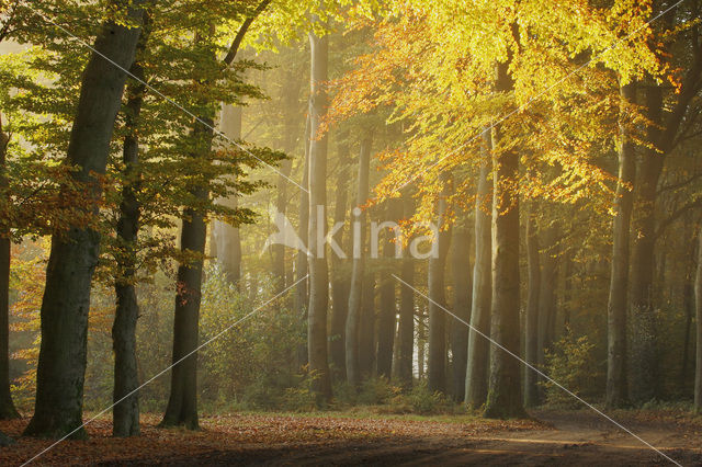 Beech (Fagus spec.)