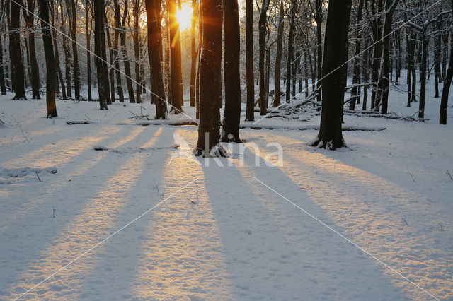 Beech (Fagus spec.)