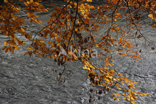 Beuk (Fagus sylvatica)