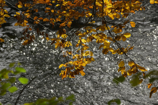 Beuk (Fagus sylvatica)