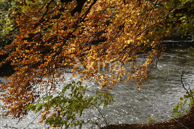 Beuk (Fagus sylvatica)