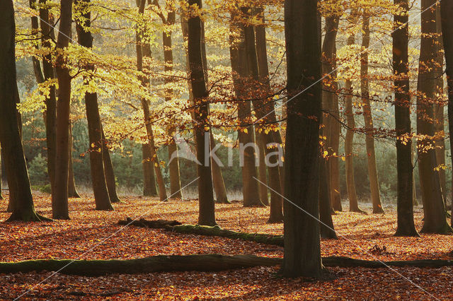 Beech (Fagus spec.)