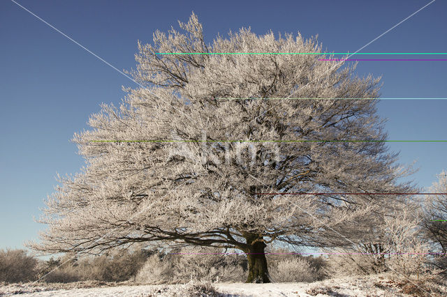 Beuk (Fagus sylvatica)