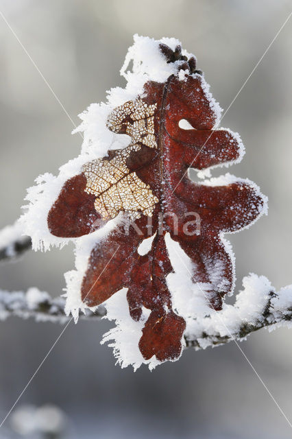 Beuk (Fagus sylvatica)