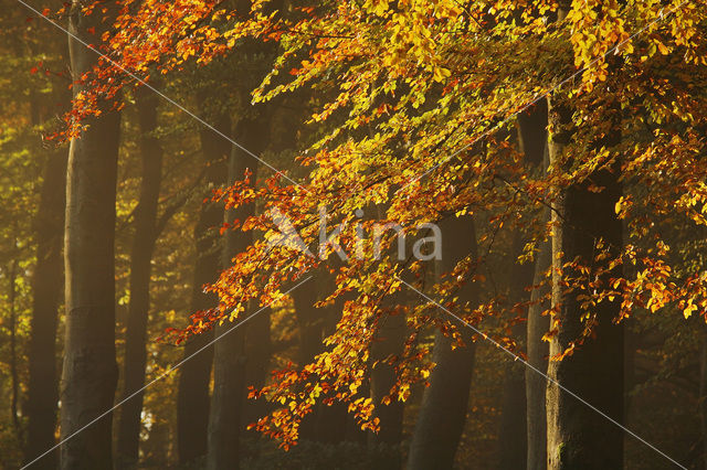 Beech (Fagus spec.)