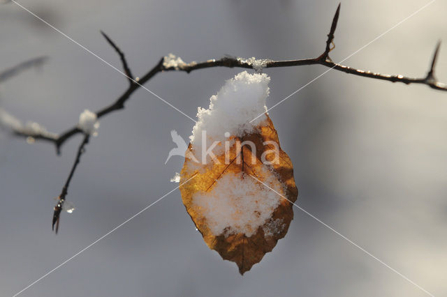 Beuk (Fagus spec.)