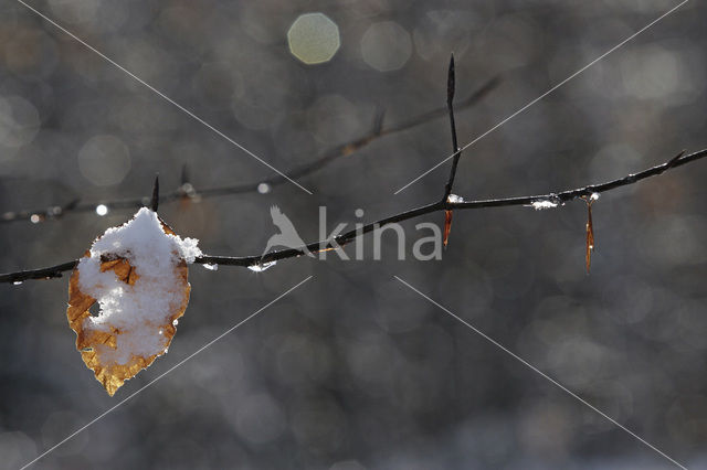 Beuk (Fagus spec.)