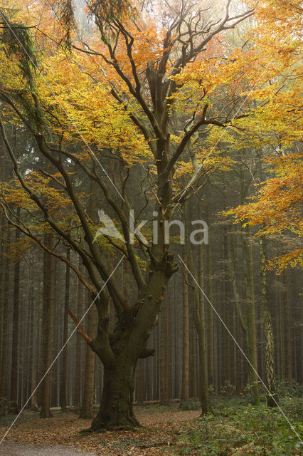 Beuk (Fagus sylvatica)