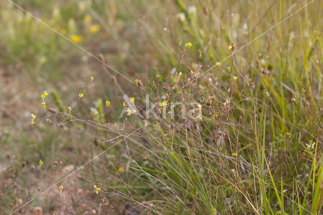 Biscutella guillonii