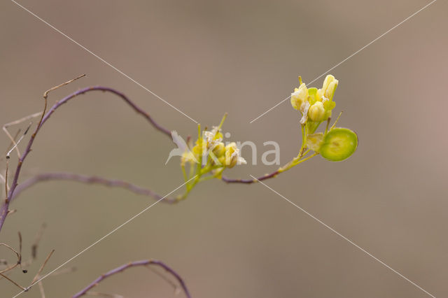 Biscutella guillonii