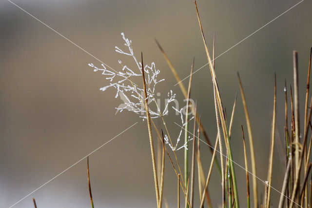 Bochtige smele (Deschampsia flexuosa)