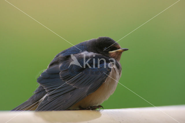 Boerenzwaluw (Hirundo rustica)