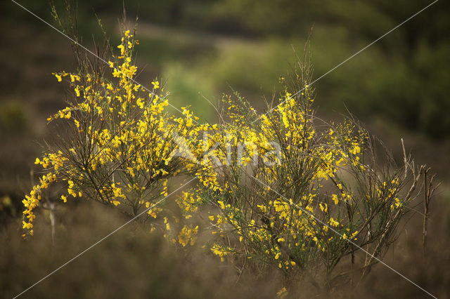 Brem (Cytisus scoparius)