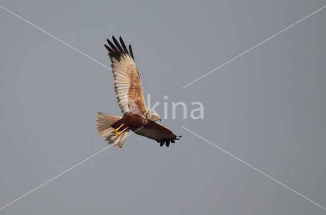 Bruine Kiekendief (Circus aeruginosus)