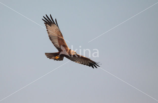 Bruine Kiekendief (Circus aeruginosus)