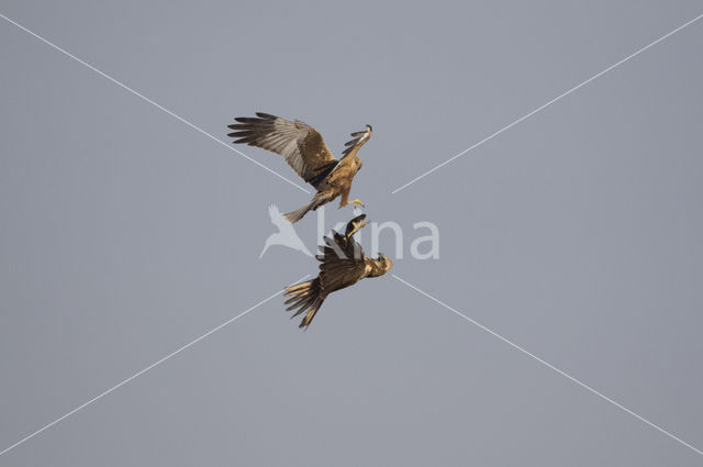 Bruine Kiekendief (Circus aeruginosus)