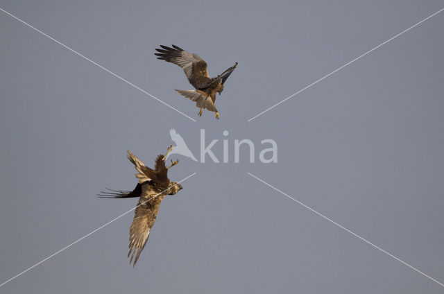 Bruine Kiekendief (Circus aeruginosus)