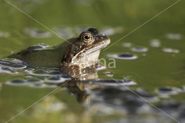 Common Frog (Rana temporaria)