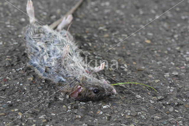 Bruine rat (Rattus norvegicus)