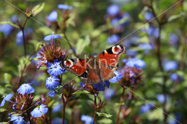 Peacock (Inachis io)