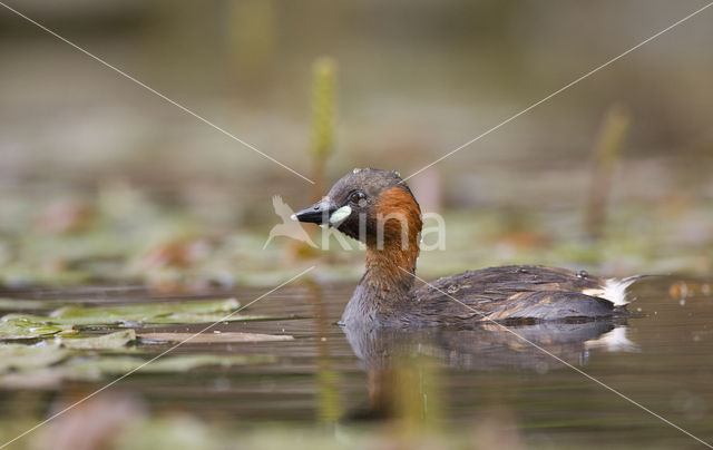 Dodaars (Tachybaptus ruficollis)