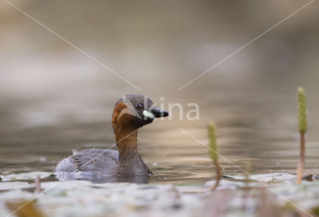 Dodaars (Tachybaptus ruficollis)