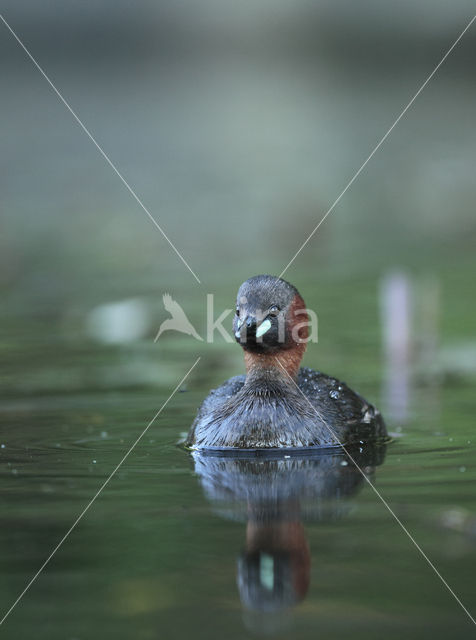 Dodaars (Tachybaptus ruficollis)