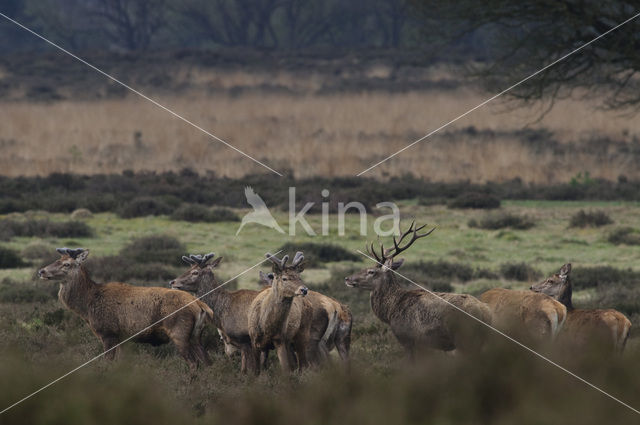 Edelhert (Cervus elaphus)