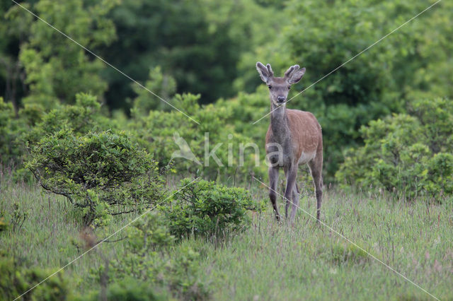 Edelhert (Cervus elaphus)