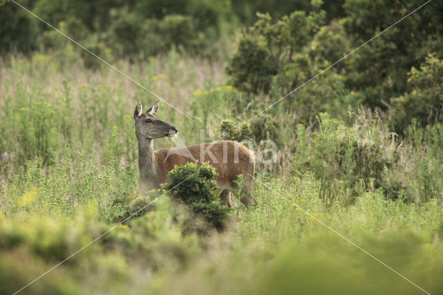 Edelhert (Cervus elaphus)